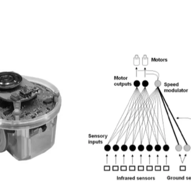 Orienting learning by exploiting sociality: an evolutionary robotics simulations